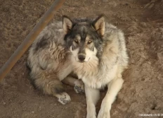 4) Wild Animal Sanctuary (près de Boulder, CO)