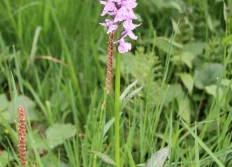 De Ritom au Lucomagno