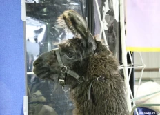 Festival de la laine 2015 (Estes Park, CO)