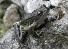 Animaux sauvages