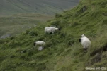 IMG 4379
