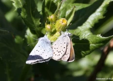 8) Flore et faune<en_GB>8 Fauna flora</en_GB>