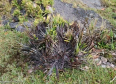 BigIsland CottagePukeawe