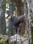 Un chamois au-dessus de Baulmes