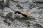 Winged queen ant